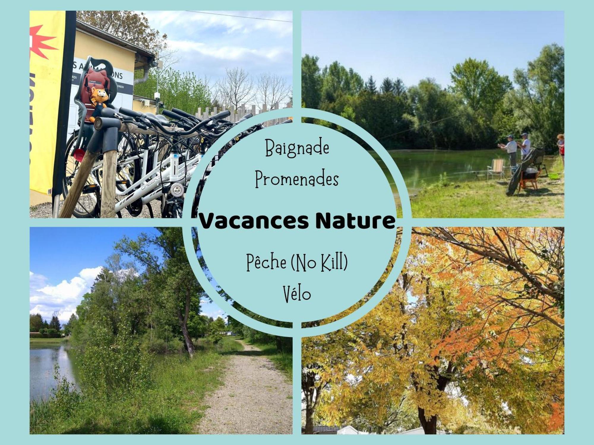 Les Pinots D'Alsace - 3 Bungalows Climatises Avec Tv - Proche Europa Park Boofzheim Exterior photo